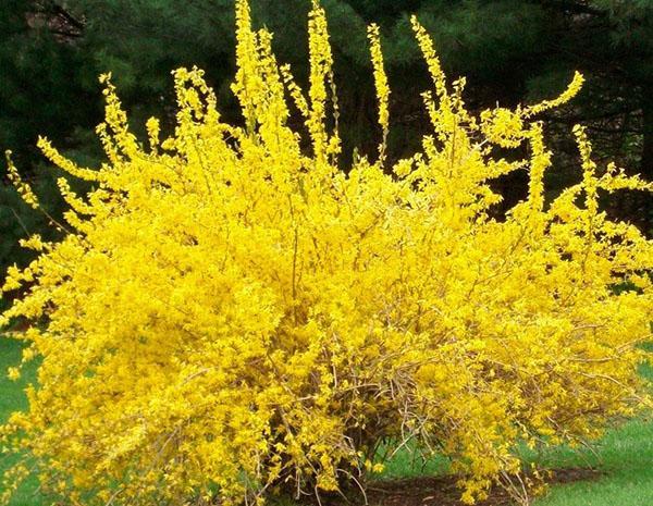 types and varieties of forsythia