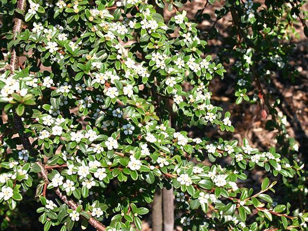 blomstrende cotoneaster