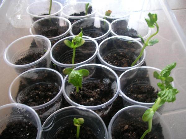 Momordica-frøplanter har vokst opp