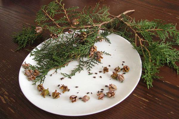 collection of thuja seeds