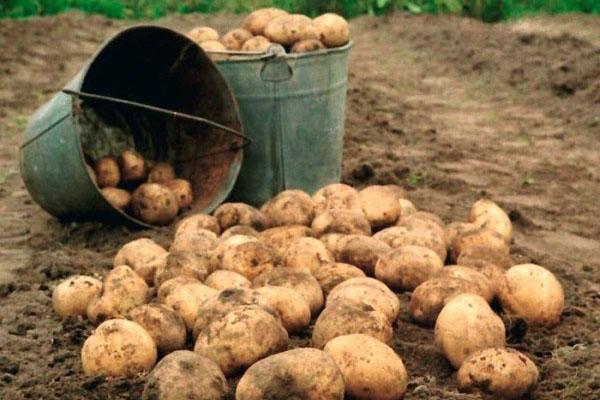 protecție împotriva viermilor de sârmă pentru cartofi