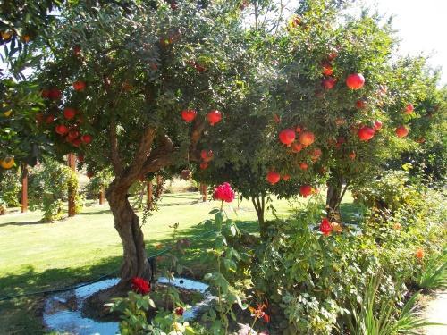 granátové jablko v záhrade