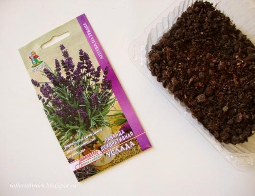wie man Lavendel aus Samen züchtet