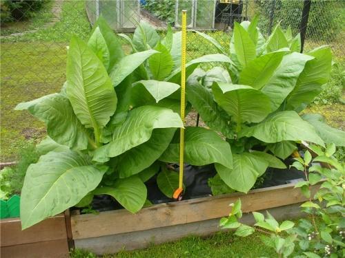 how to grow tobacco