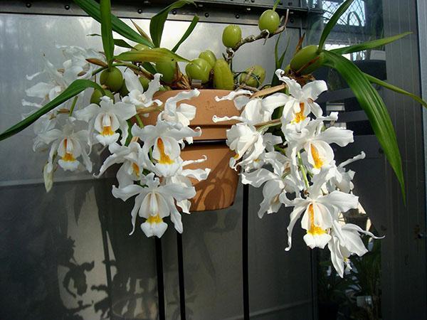 de orchidee van cellogin