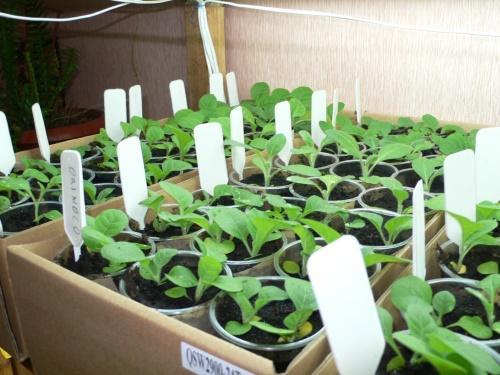seedlings of tobacco