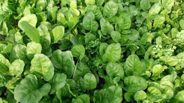 tipi e varietà di spinaci