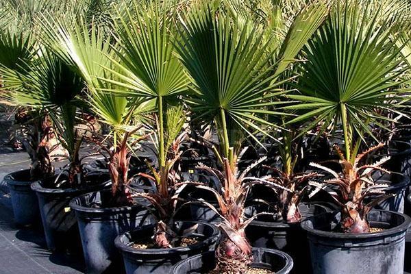 evde palmiye ağaçları yetiştirmek