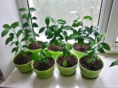 как да засадите мандарина