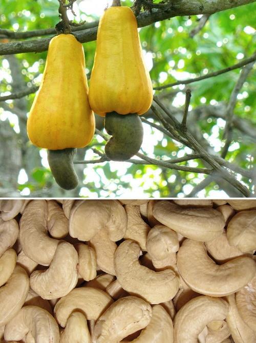 hur cashewnötter växer