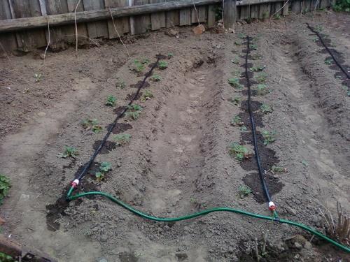 como fazer irrigação por gotejamento