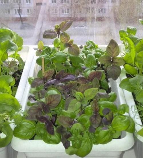 hvordan å dyrke basilikum på en vinduskarm