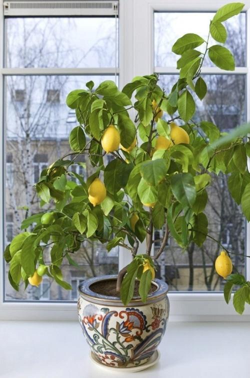 how to grow lemon at home
