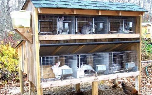 Kaninchen in Käfigen
