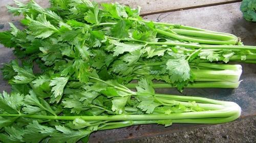 listový celer