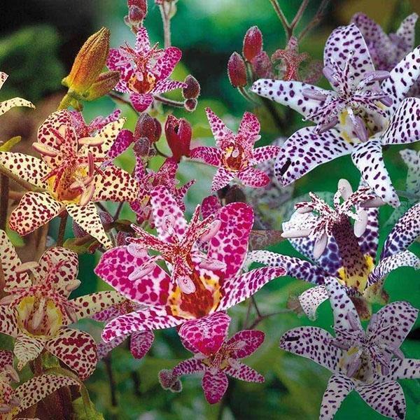 tuin orchidee tricirtis