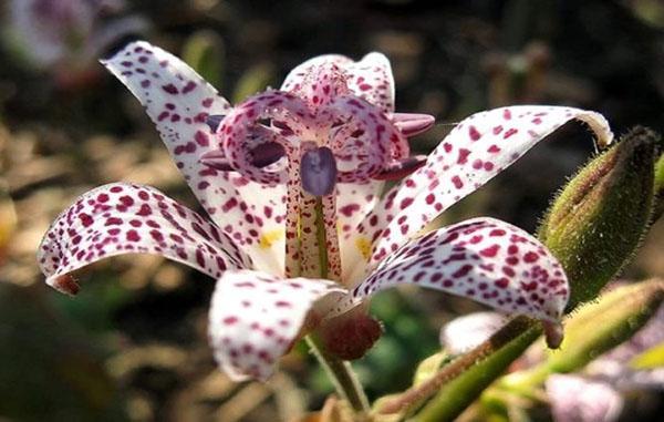 tricirtis blooms