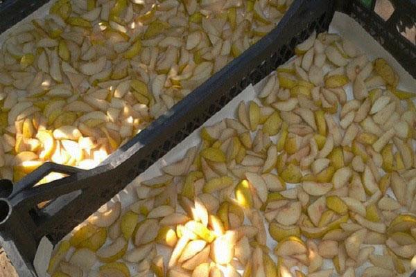 metoder för att skörda päron för vintern