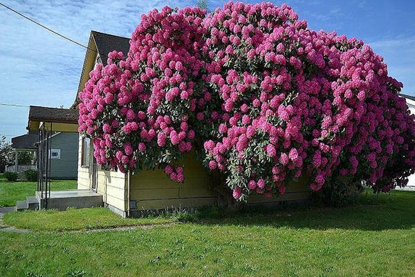 kvitnúci rododendron