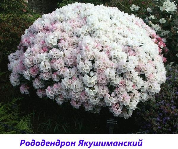 rododendron Jakushimansky