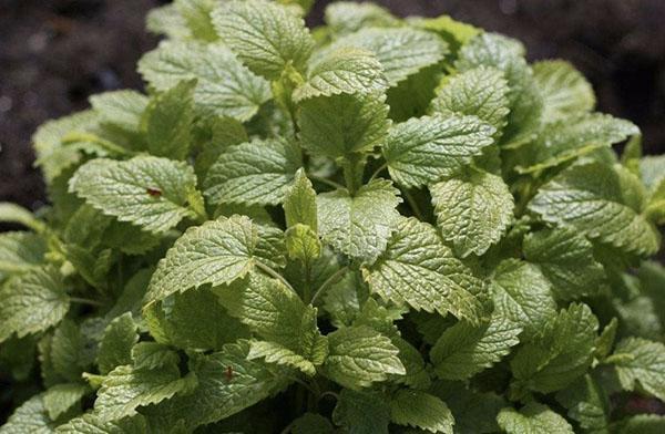 growing lemon balm in the country