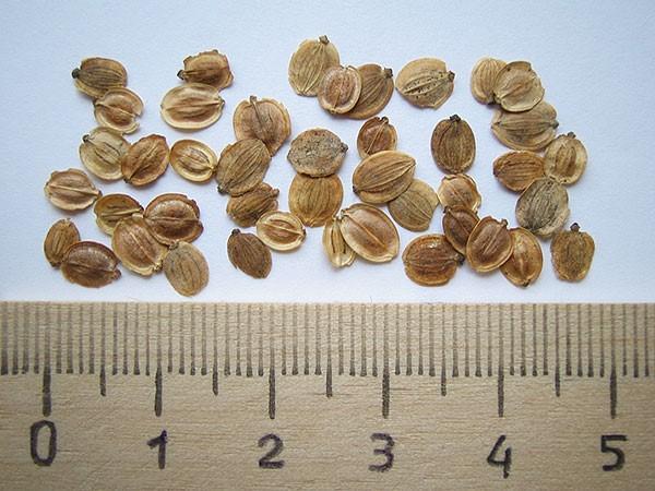 semințe de păstârnac