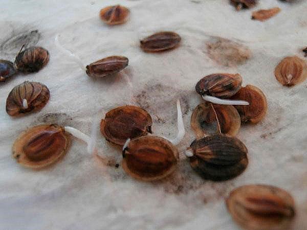 semillas de chirivía germinadas