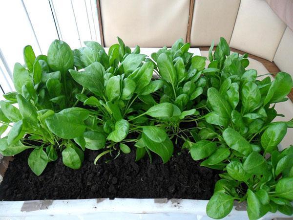 growing spinach on the windowsill