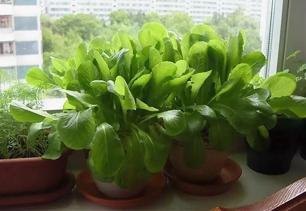 spinach growing