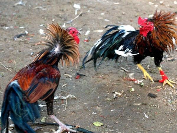 harci fajtájú csirkék