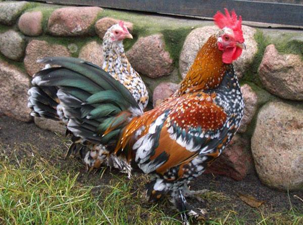 decorative chicken breeds