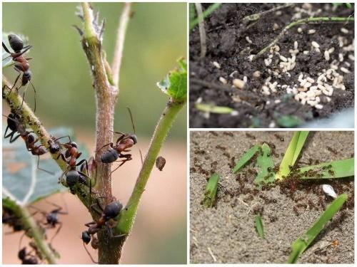 hvordan man kan slippe af med myrer
