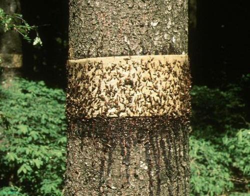 trappole per formiche