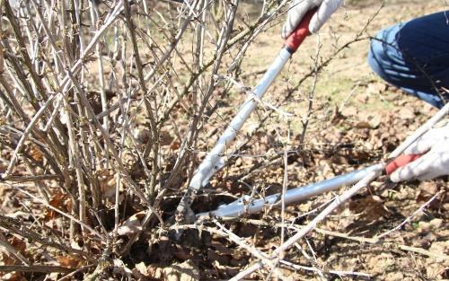 как да се режат цариградско грозде през пролетта