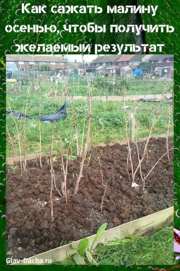 como plantar framboesas