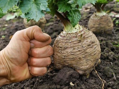 cómo cultivar apio de raíz