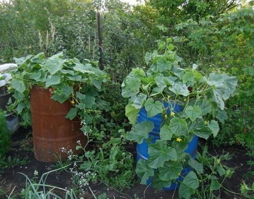 cómo cultivar pepinos en un barril