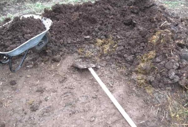 how to apply manure