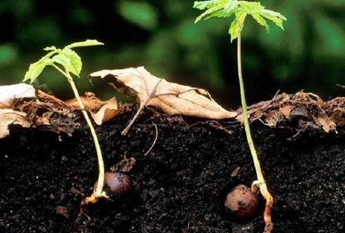 cách trồng hạt dẻ
