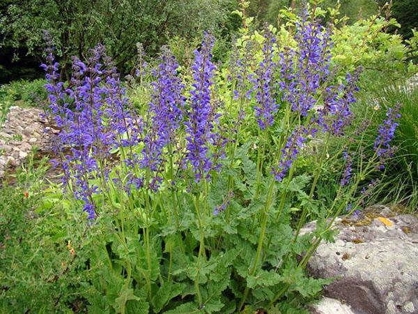 Medicinal properties of meadow sage