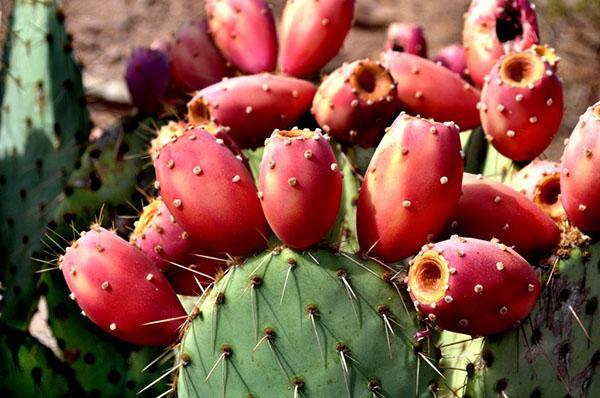 ovocie kaktusu opuncie