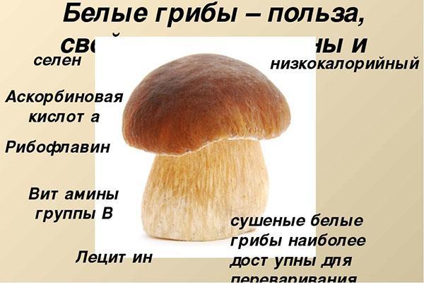 characteristics of porcini mushroom