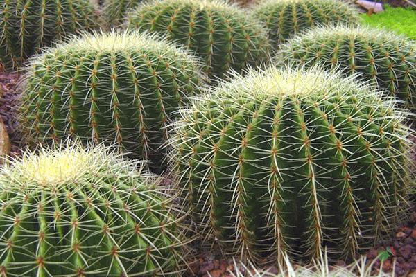 kaktusy vo voľnej prírode