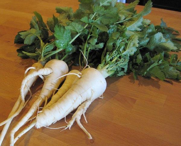 health benefits and harms of parsnips