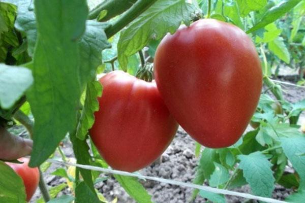 tomato selada Batianya