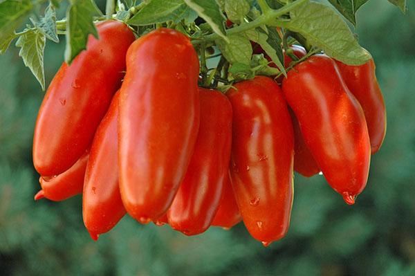 pepper tomato