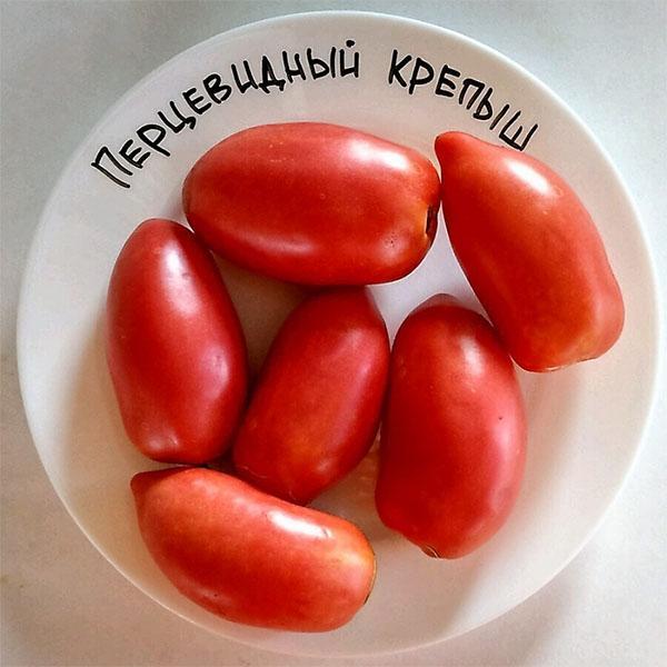 tomatpepparformad robust