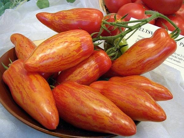 dryžuotas pomidoras