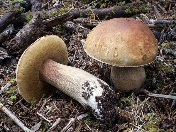 types of porcini mushrooms