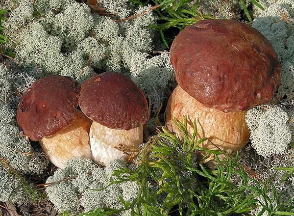 Pine mushroom